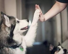 冬季宠物爆料视频大全集,宠物爆料视频大全集精彩回顾